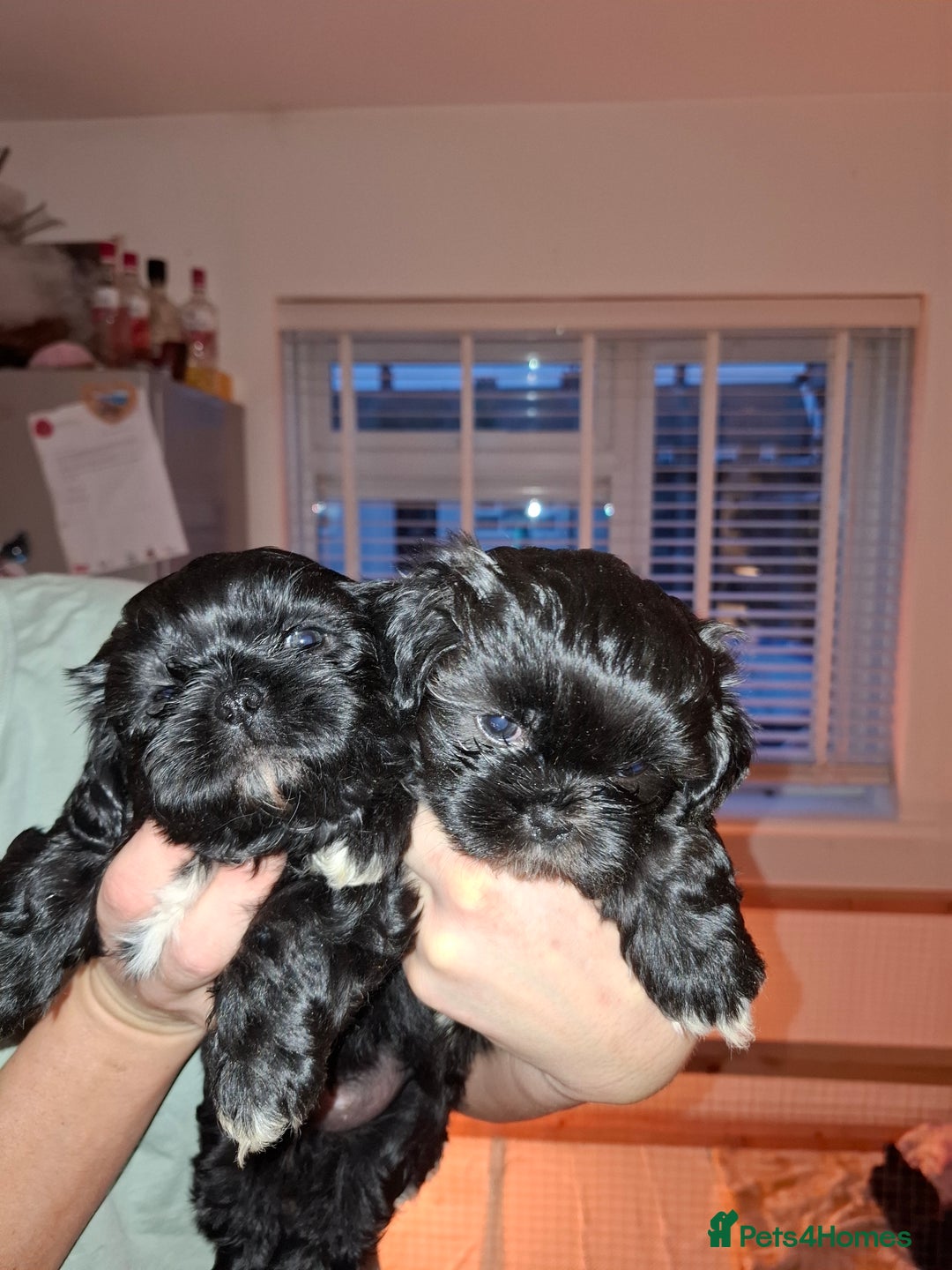 Shih Tzu dogs for sale: Shih tzu pups - Advert 13