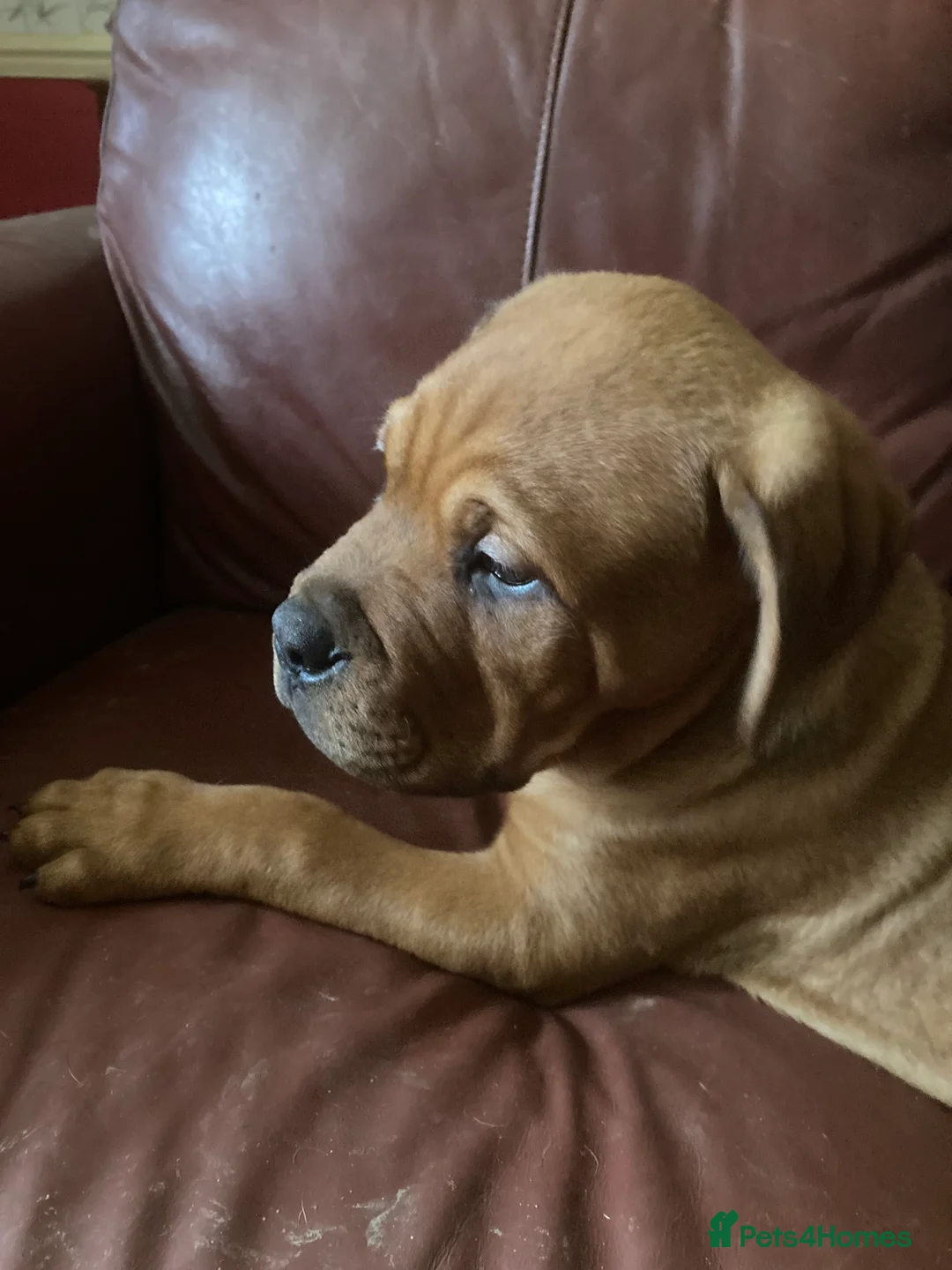 Mixed Breed dogs for sale: Rocco - Advert 16