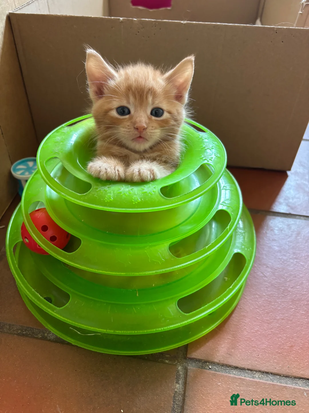 Ragdoll cats for sale: Lovely Kittens - Advert 2