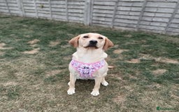 Labrador Retriever dogs for sale: Shelby 1 Year old Yellow Labrador  - Image 7