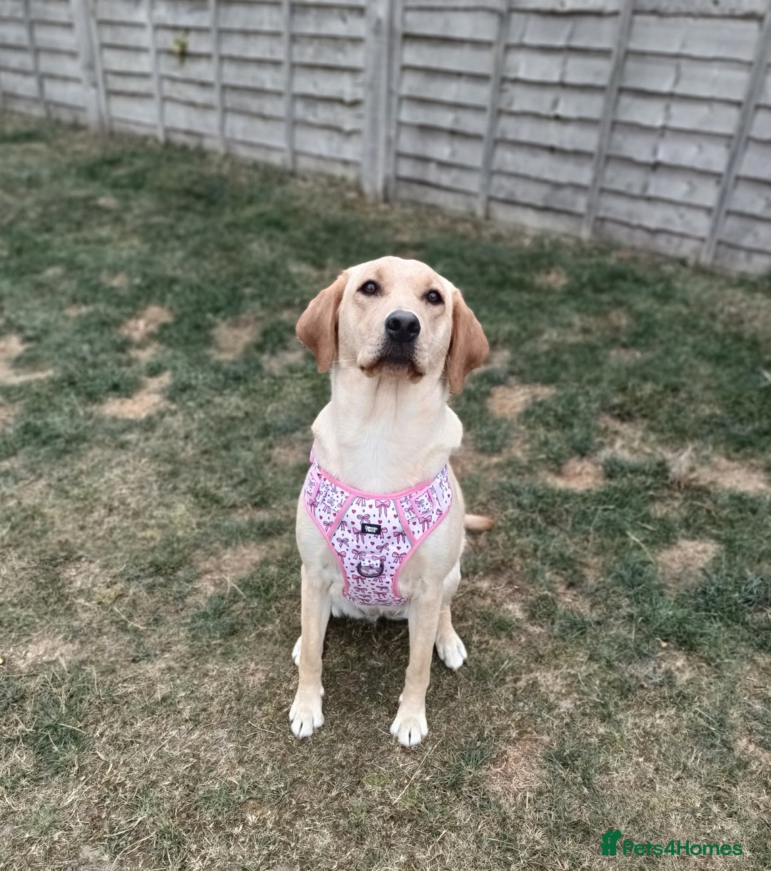 Labrador Retriever dogs for sale: Shelby 1 Year old Yellow Labrador  - Image 7