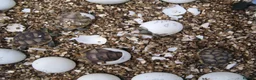 Hermann Tortoise reptiles for sale: Baby Hermann & Spur-thigh Tortoises for sale - Advert 10