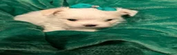 Maltese dogs for sale: Gorgeous Maltese Puppies  - Advert 5