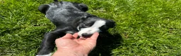 Border Collie dogs for sale: Handsome smooth coated border collie pups in Builth Wells - Advert 11