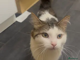 Mixed Breed cats Mikhail - Advert 1