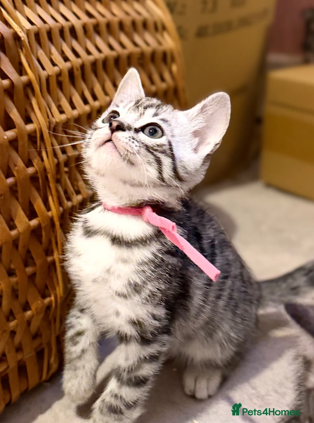 Mixed Breed cats for sale: 🐾 7 adorable Bengal-cross kittens - Advert 2