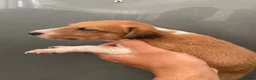 Lurcher dogs for sale: Stunning lurcher puppies  in Leicester - Advert 5