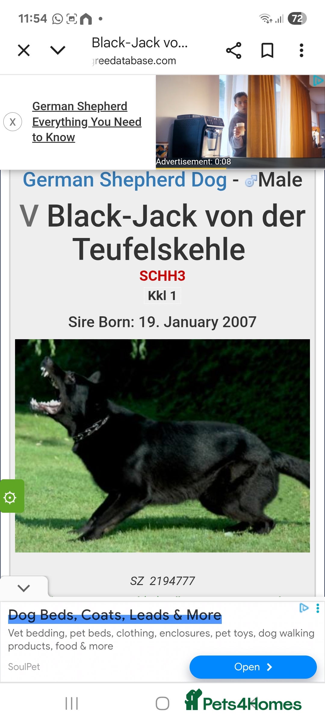 German Shepherd dogs for sale: CZECH DDR WEST GERMAN OLD BLOODLINE KC - Image 31