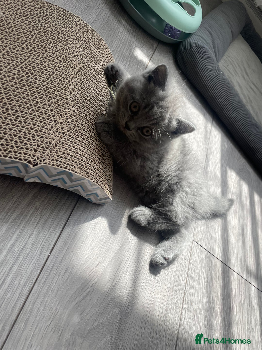 British Shorthair cats for sale: Wonderful, fluffy British Shorthair kittens - Image 11