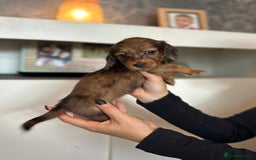 Dachshund dogs for sale: Miniature long hair dachshunds - Image 13
