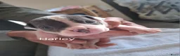 Staffordshire Bull Terrier dogs for sale: 7 staffie puppies in Liverpool - Advert 3