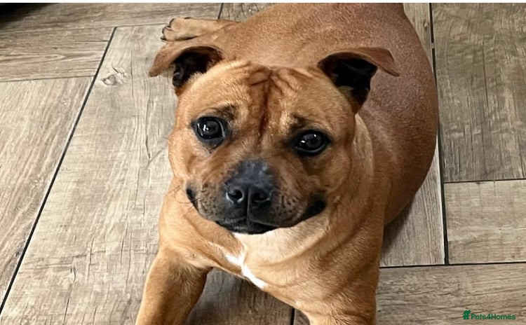 Staffordshire Bull Terrier dogs - Advert 2