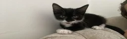 American Curl cats for sale: billie  in Slough - Advert 3