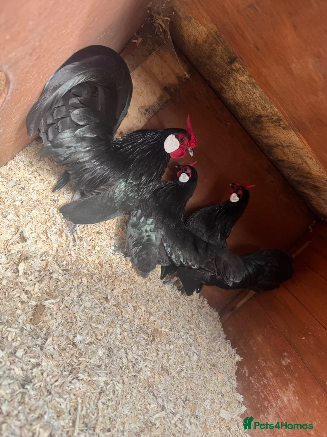 Mixed Breed poultry for sale: Mixed Flock of Birds - Advert 1