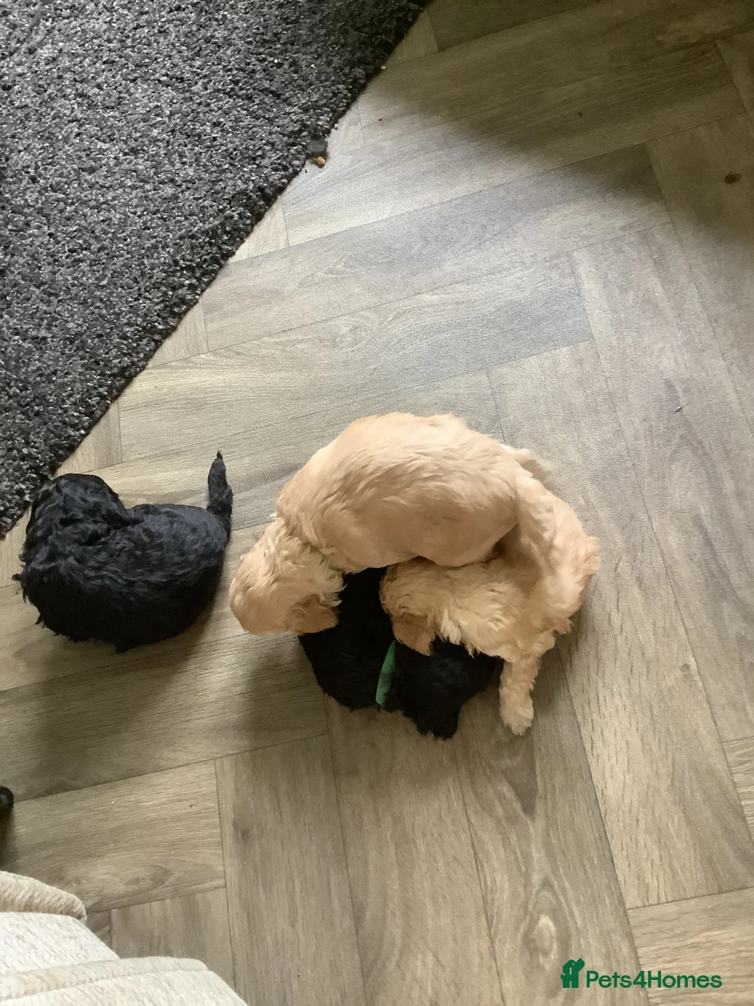 Cockapoo dogs for sale: 2 male cockapoo black puppies  in Peebles - Advert 2