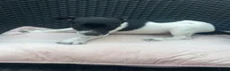 Jack Russell dogs for sale: 🐾Jack Russell Pups for Their Forever Homes! 🐾 - Advert 24