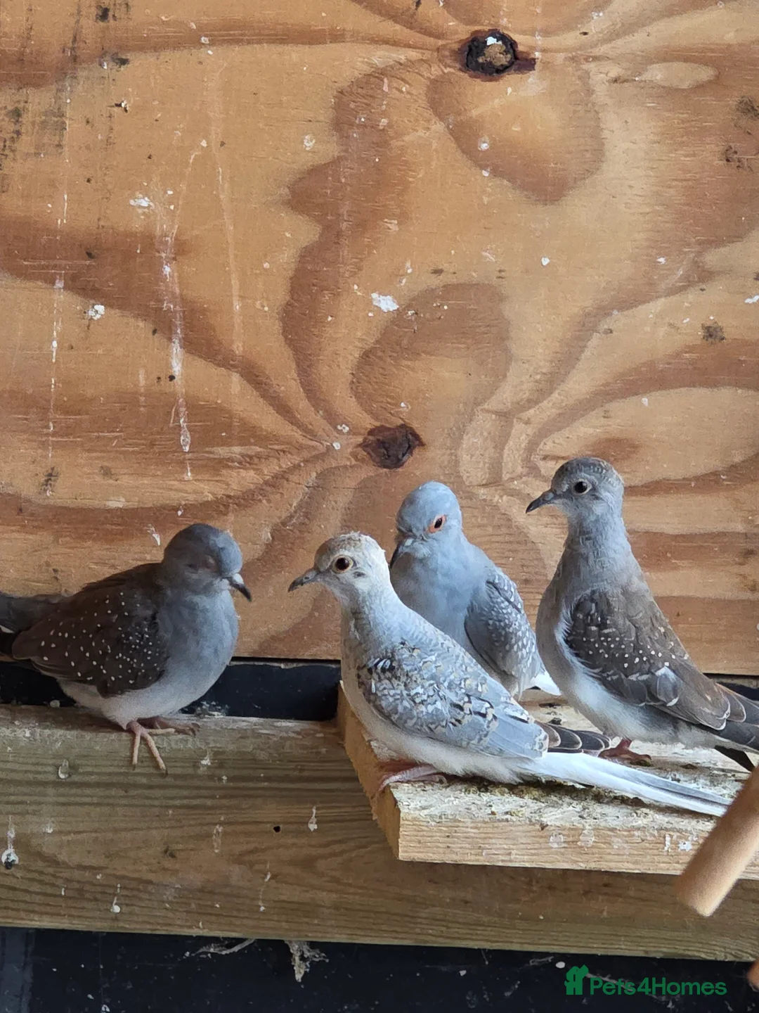 Doves birds for sale: Diamond dove - Advert 3