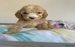 Cockapoo dogs for sale: Cockapoo puppies  - Image 27