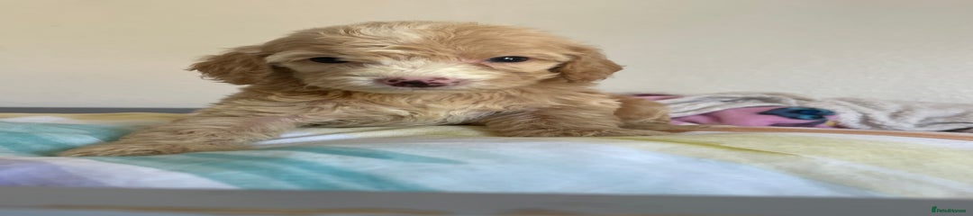Cockapoo Puppy 3