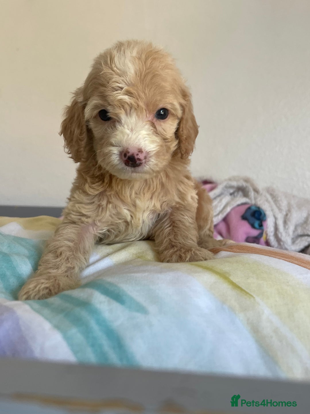 Cockapoo dogs for sale: Cockapoo puppies  - Image 27
