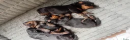 Rottweiler dogs for sale: Rottweiler puppies  - Advert 8