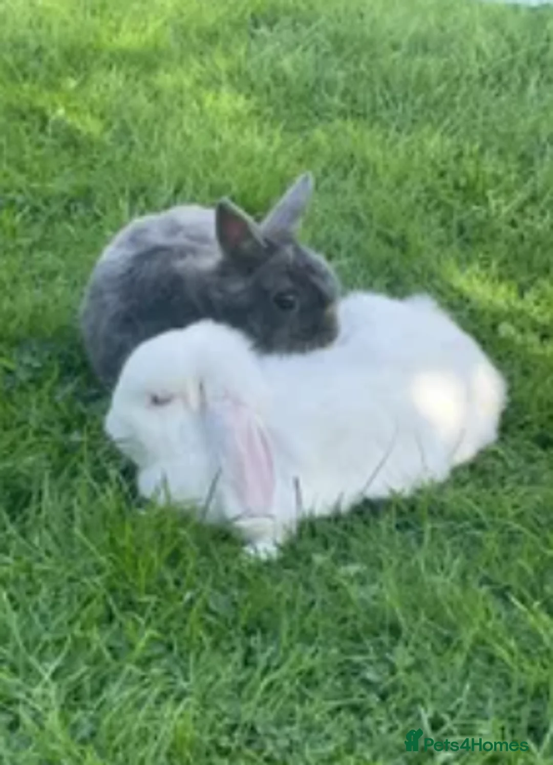 Mixed Breed rabbits for sale: Bunnies for sale - Advert 9