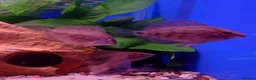 Other/Mixed Breed fish for sale: Full Aquatic Stocklist Manchester Pet's & Aquatics - Advert 19