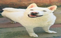 Huskita dogs for sale: Husky/akita 1.5 years old - Image 1