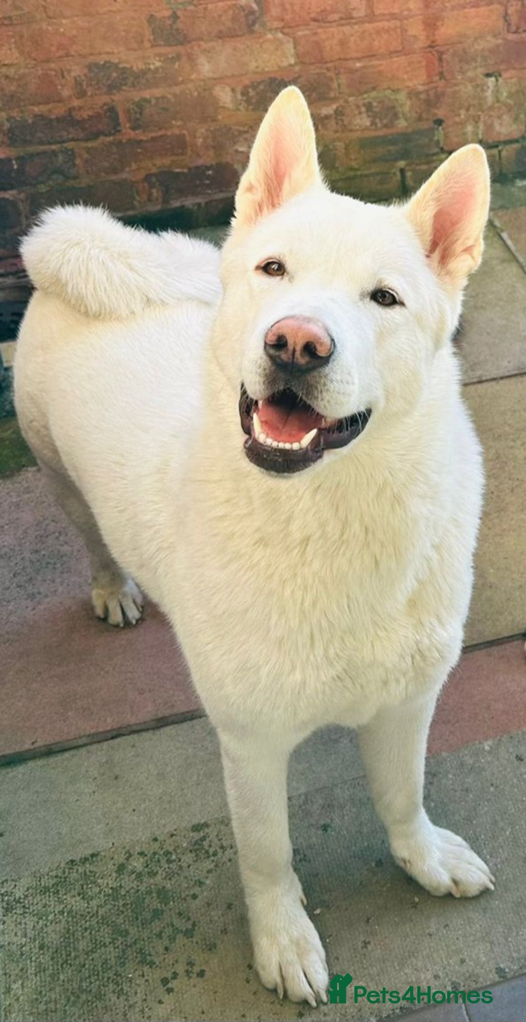 Huskita dogs for sale: Husky/akita 1.5 years old - Image 1