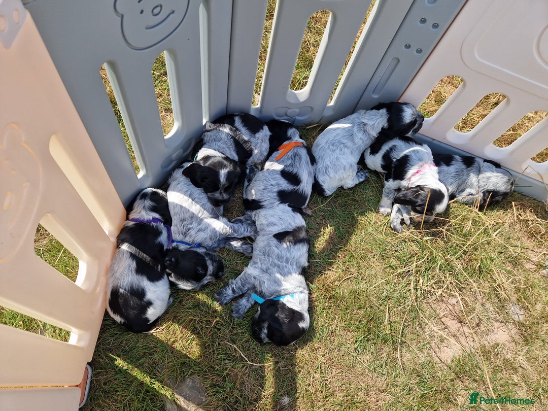 Cocker Spaniel dogs for sale: KC registered Show Type Cocker Spaniels - Image 25