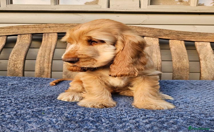 Cocker Spaniel dogs - Advert 2