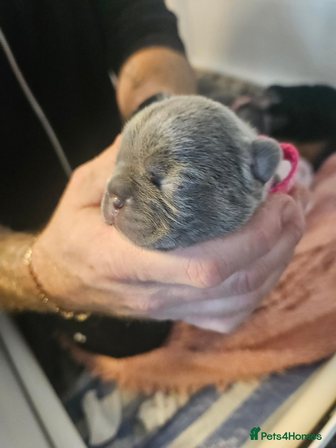 French Bulldog dogs for sale: Beautiful French bulldog puppies  - Advert 3