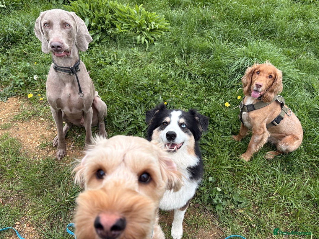 Weimaraner dogs for sale: Tommy  - Image 8