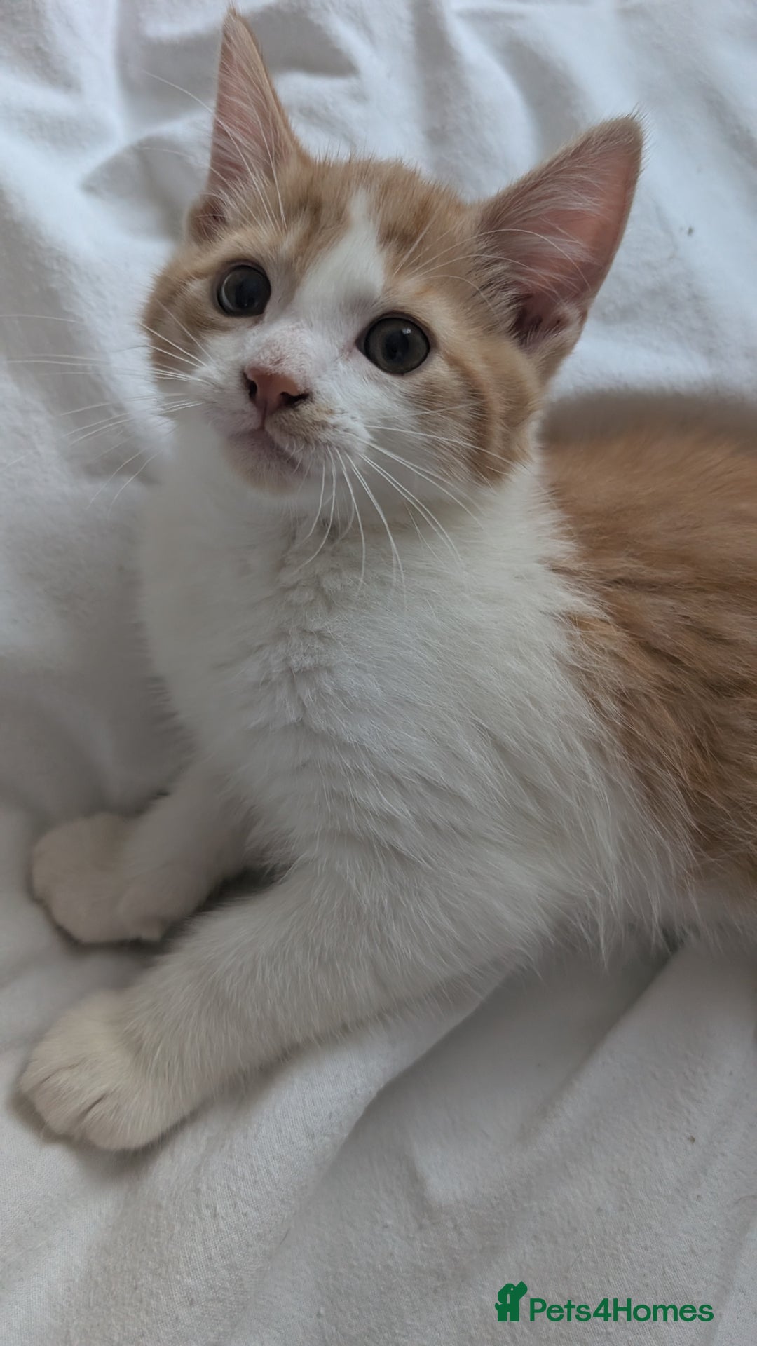 Mixed Breed cats for sale: Litter of 4 Kittens Ready for Their Forever Homes! - Advert 6