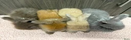 Angora rabbits for sale: Beautiful Baby Angoras Ready to Reserve - Advert 2