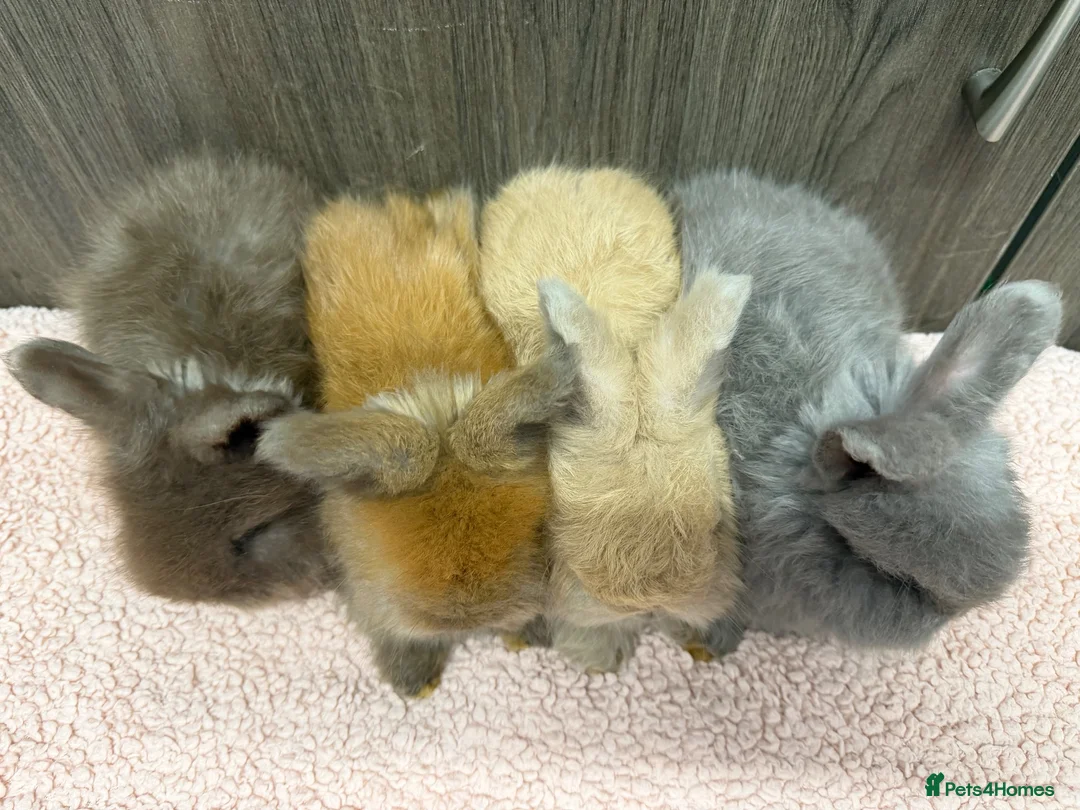 Angora rabbits for sale: Beautiful Baby Angoras Ready to Reserve - Advert 2