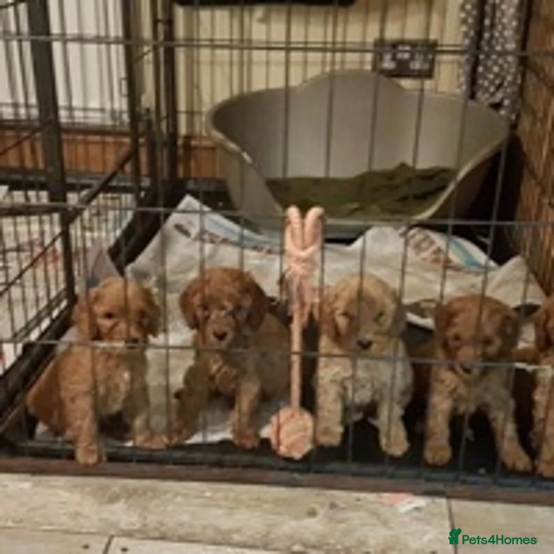Miniature Poodle dogs for stud: KC registered miniature red poodle health tested in Alford - Advert 11