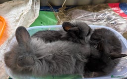 Lionhead rabbits for sale: 4x lionhead bunnies 8 week old 1x girl and 3x boys - Image 7