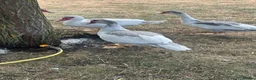 Guinea Fowl poultry for sale: Muscovie Ducks& Guinea fowls  - Advert 3