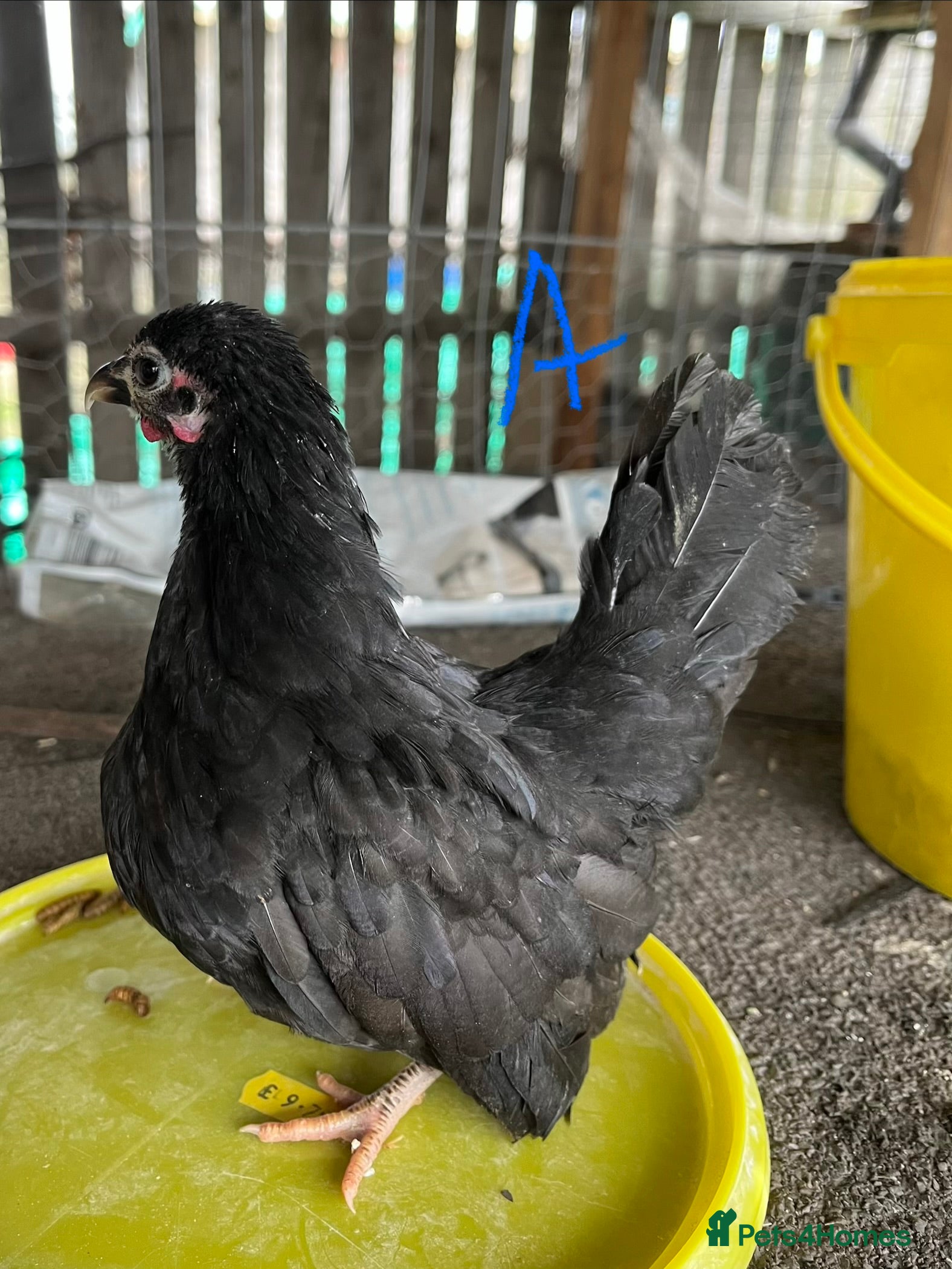 Chickens poultry Serama hen and roo pair - Advert 3