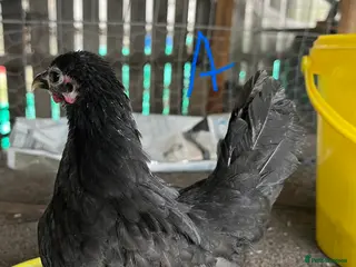 Chickens poultry Serama hen and roo pair - Advert 3