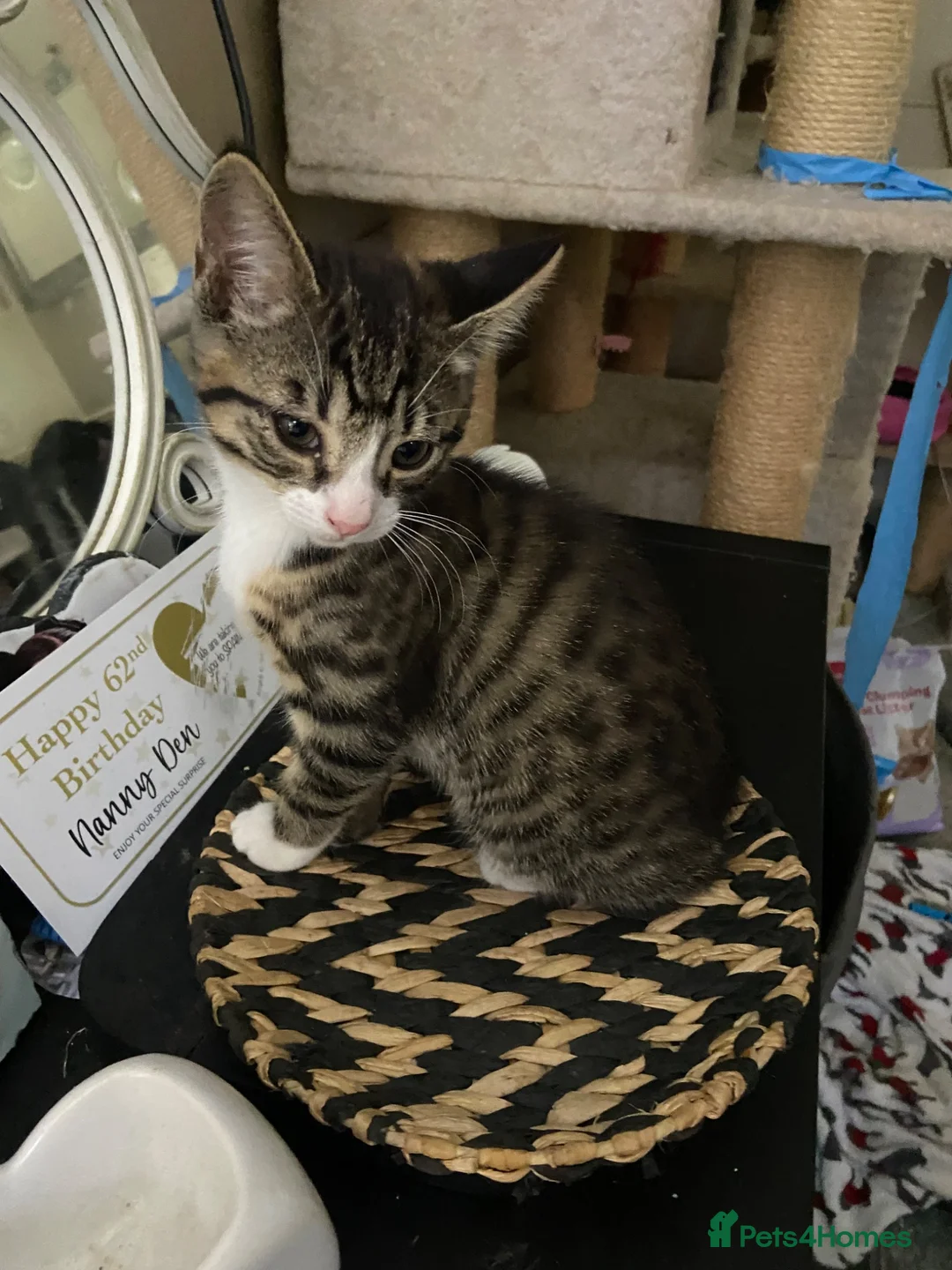 Mixed Breed cats for sale: Mixed breed bengal kitten for sale  - Advert 1