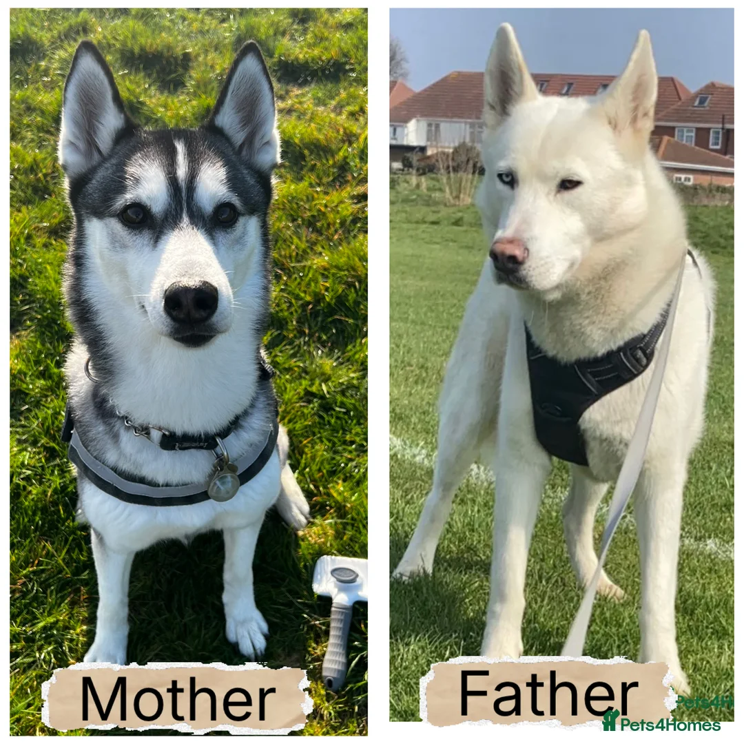 Siberian Husky dogs for sale: Gorgeous, Healthy & Fully Insured Siberian puppies in Stanmore - Advert 10
