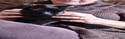 Domestic Shorthair cats for sale: Black, Domestic Shorthair Kitten For Sale - Advert 2