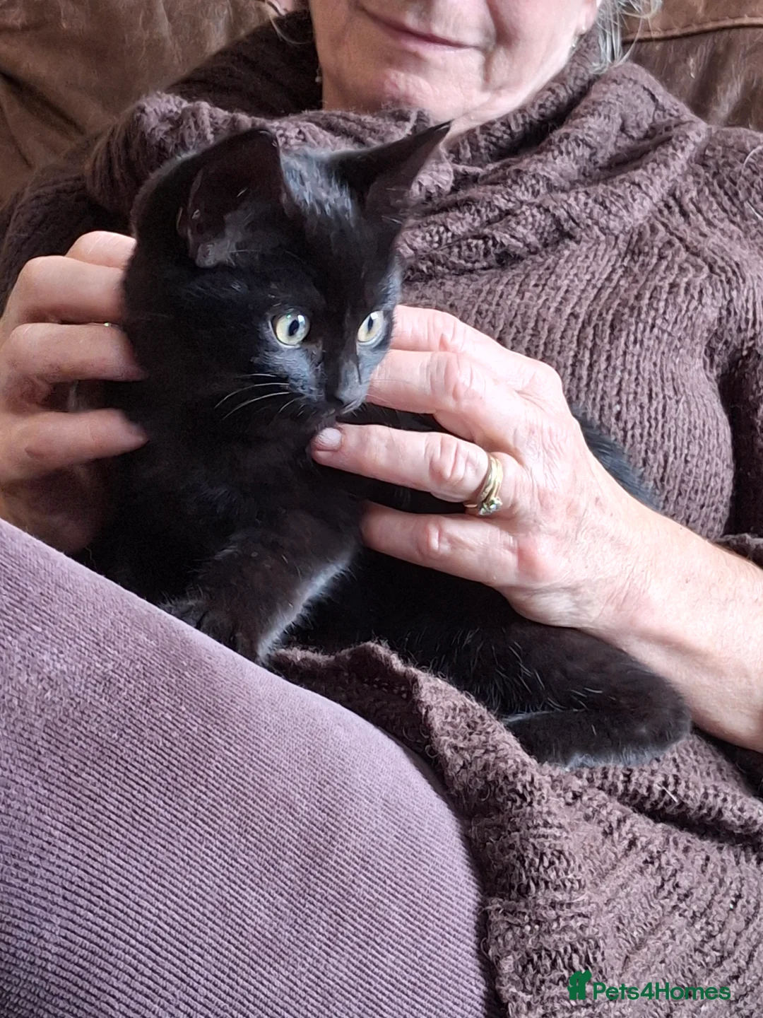 Domestic Shorthair cats for sale: Black, Domestic Shorthair Kitten For Sale - Advert 2