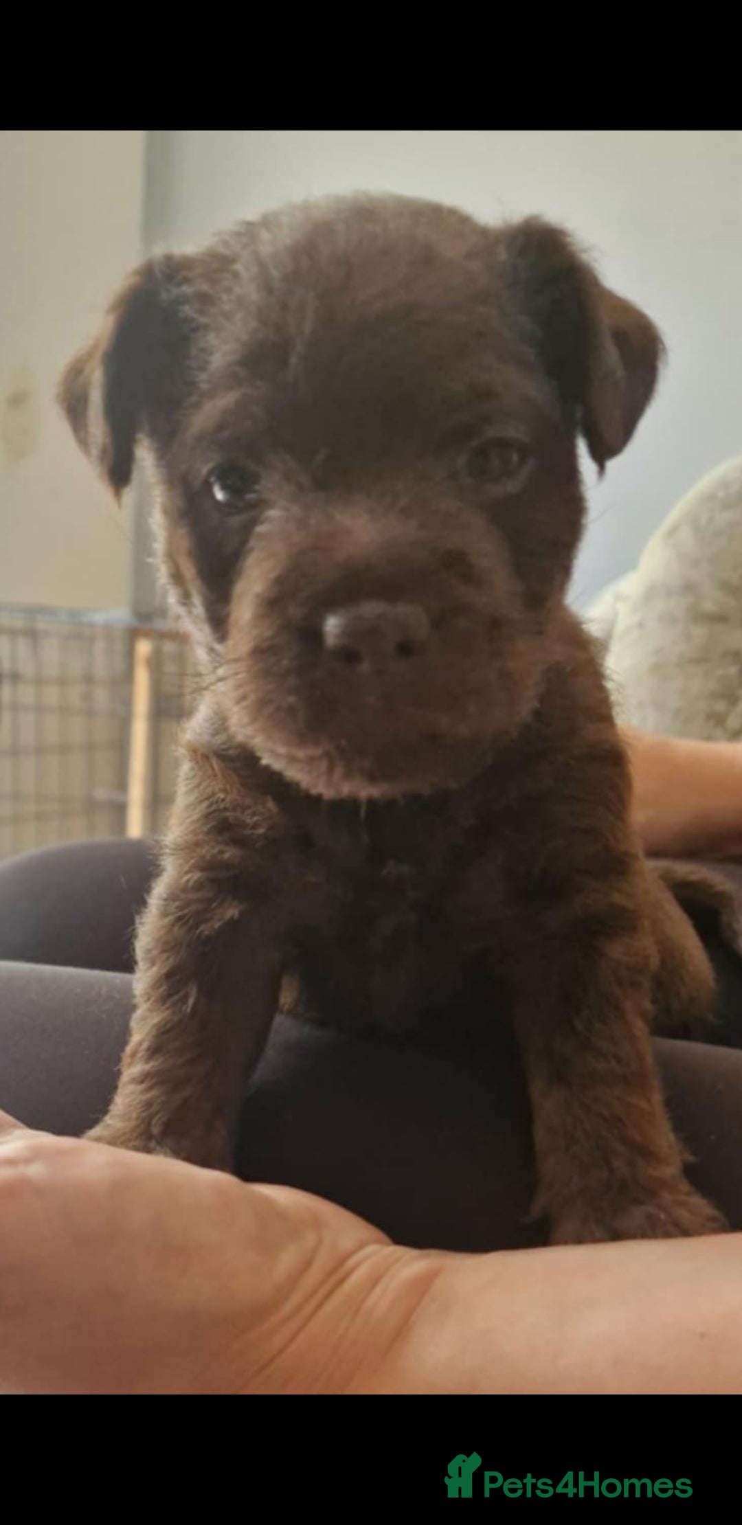 Patterdale Terrier dogs for stud: Patterdale terrier for stud  - Image 3