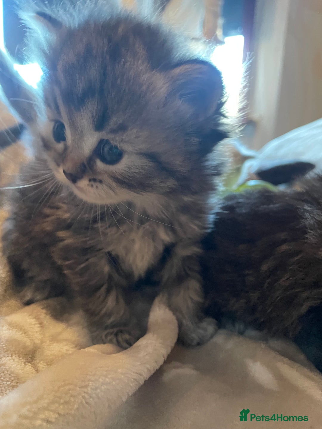 Siberian cats for sale: Ragdoll x Siberian  - Advert 8