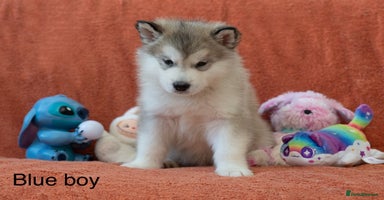 Alaskan Malamute dogs - Advert 14