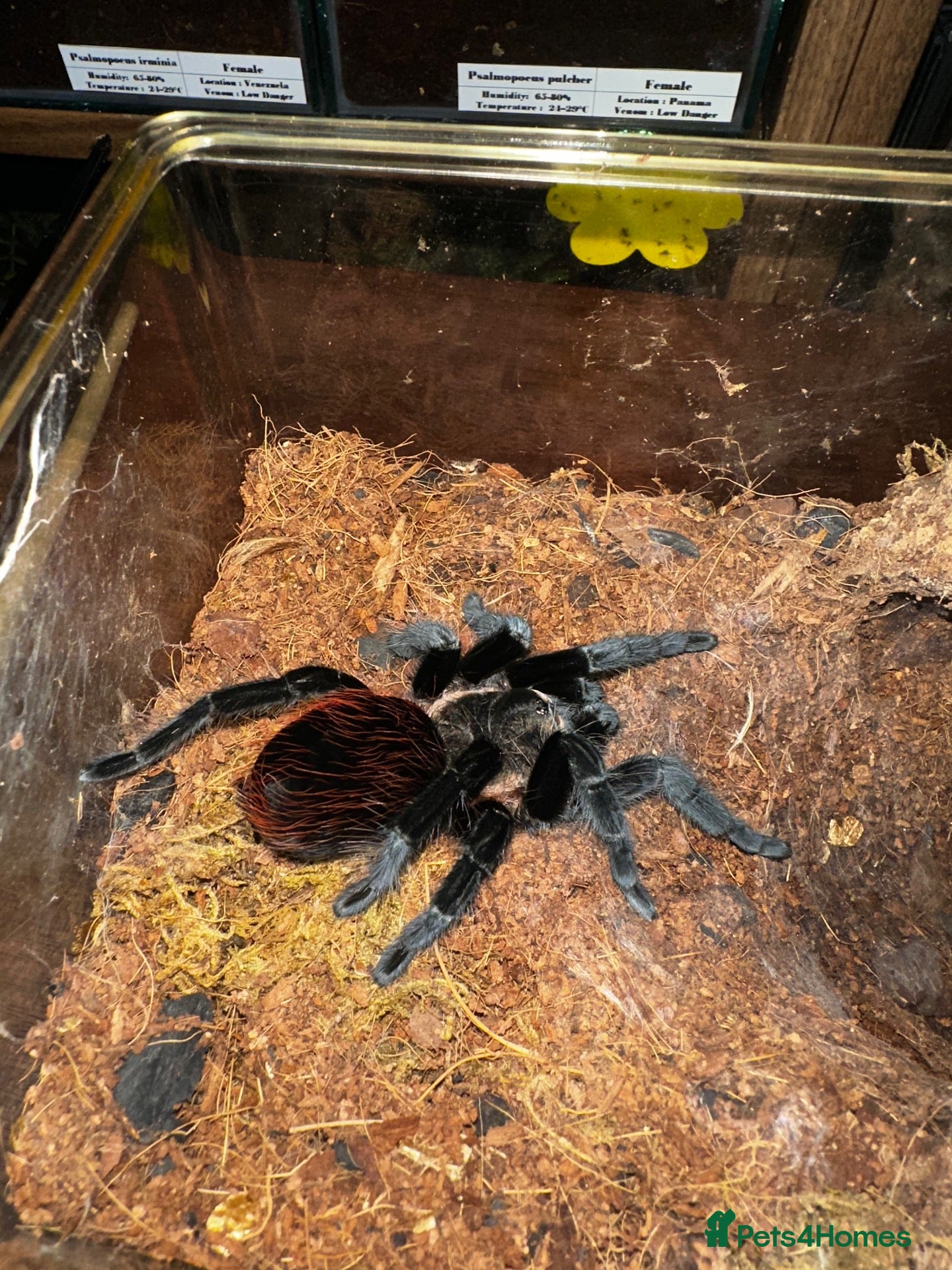 Tarantulas invertebrates Tarantula collection for sale  - Advert 7