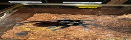 Tarantulas invertebrates for sale: Tarantula collection for sale  in Barnsley - Advert 1